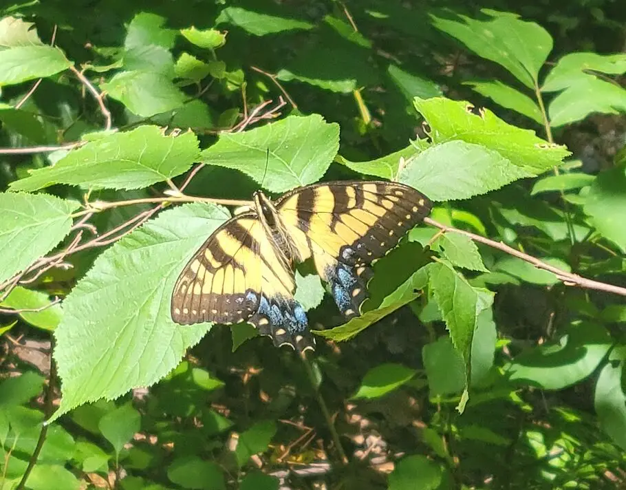 Nature Nature