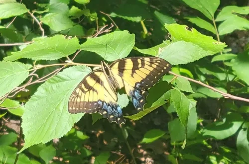 Nature Nature